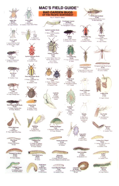 Garden Bugs Insects Of The Southwest | lupon.gov.ph