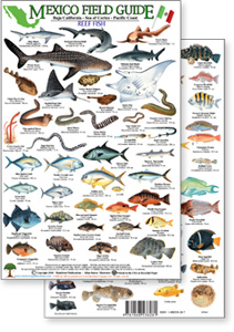 Outdoors, Camping & Travel :: All Outdoors Books :: Fish & Sealife  Identification Guides :: Mexico Field Guide: Baja, Sea of Cortez Reef Fish  (Laminated 2-Sided Card) - Paradise Cay - Wholesale