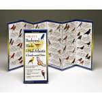 Sibley's Backyard Birds of Mid Atlantic & South-Central States (Folding Guides)