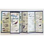 Sibley's Waterbirds of the Great Lakes (Folding Guides)