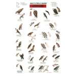 Birds of Prey of North America  (Laminated 2-Sided Card)