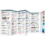 The World of Sharks (Folding Pocket Guide)