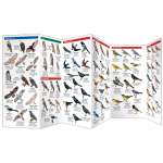 Alberta Birds (Folding Pocket Guide)