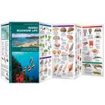 Hawaii Seashore Life (Folding Pocket Guide)