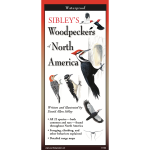 Sibley's Woodpeckers of North America