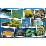Caribbean Coral Identification Guide LAMINATED CARD