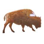Bison/Buffalo MAGNET