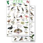 Peru Shore & Wetland Bird Guide (Laminated 2-Sided Card)
