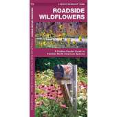 Roadside Wildflowers