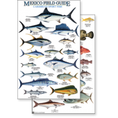 Mexico: Caribbean Sport Fish (Laminated 2-Sided Card)