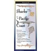 Sharks, Skates & Rays Of The Pacific Coast
