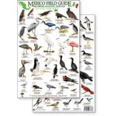 Mexico Field Guide: Baja, Sea of Cortez Sea & Shore Bird Guide (Laminated 2-Sided Card)