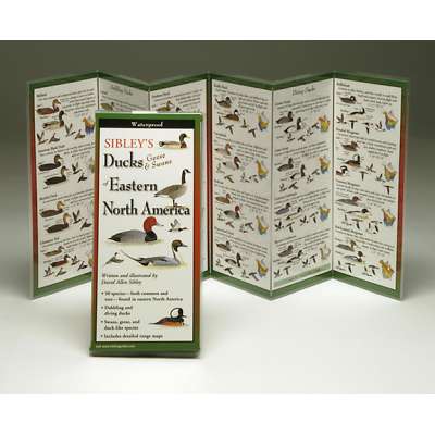 Sibley's Ducks, Geese & Swans of Eastern North America (Folding Guides)