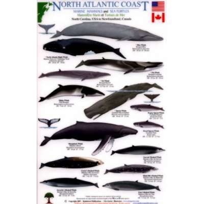 North Atlantic Coast: Marine Mammals and Sea Turtles North Carolina, USA to Newfoundland, Canada