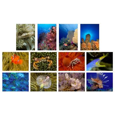 Sea and Aquarium Life Notecard Set C (12 pack)