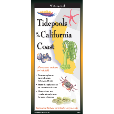 Tidepools of the California Coast