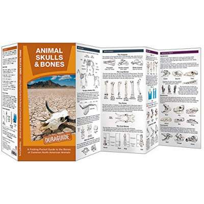 Animal Skulls & Bones LAMINATED DURAGUIDE