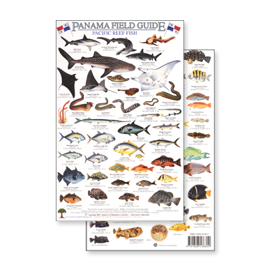 Panama Pacific Reef Fish (Laminated 2-Sided Card)