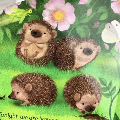 A Little Hedgehog - Board book