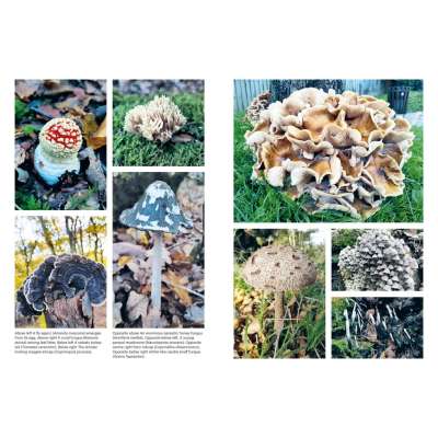 Growing Mushrooms at Home - Book