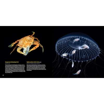 Planktonia: The Nightly Migration of the Ocean's Smallest Creatures - Book