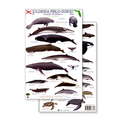 Florida Marine Mammals & Sea Turtles (Laminated 2-Sided Card)