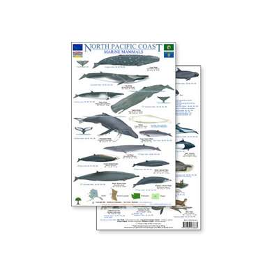 North Pacific Marine Mammals Guide (Laminated 2-Sided Card)