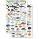 Mexico Field Guide: Baja, Sea of Cortez Reef Fish (Laminated 2-Sided Card)